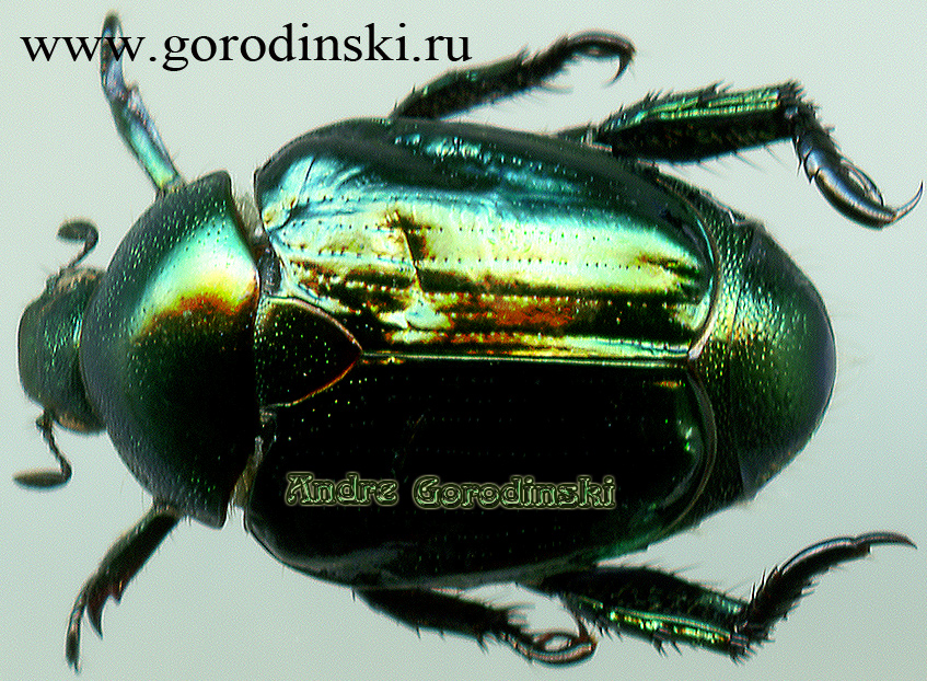 http://www.gorodinski.ru/scarabs/Callistopoppilia iris.jpg
